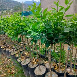 piante di arancio newhall 