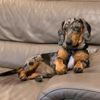 Bassotto Arlecchino standard X accoppiamento