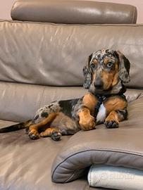 Bassotto Arlecchino standard X accoppiamento