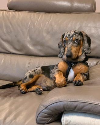 Bassotto Arlecchino standard X accoppiamento