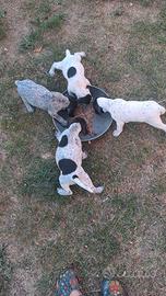 Cuccioli da tartufo