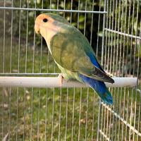 Inseparabile maschio