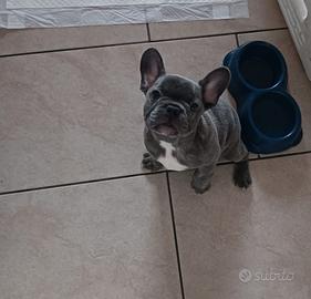 cucciolo bulldog francese occhi azzurri 