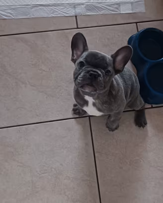 cucciolo bulldog francese occhi azzurri 