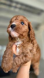 CAVAPOO (barboncino + Cavalier King Charles)