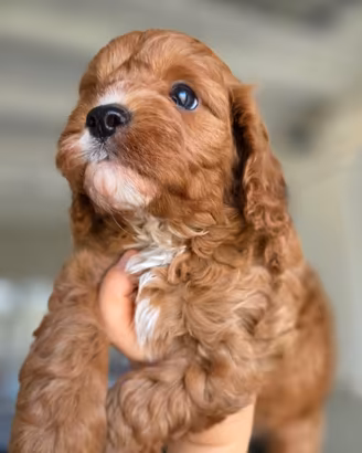 CAVAPOO (barboncino + Cavalier King Charles)
