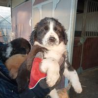 Border collie x pastore australiano