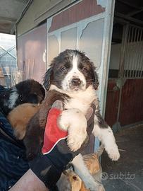 Border collie x pastore australiano