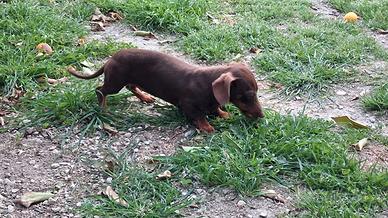 Bassotto kaninken cioccolato femmina di sei mesi