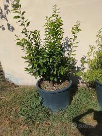 4 Piante di Limoni