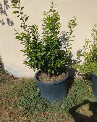4 Piante di Limoni