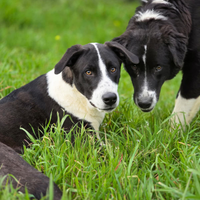 Cuccioli in adozione