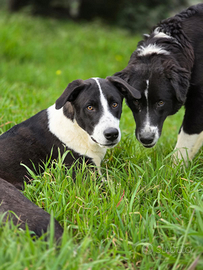 Cuccioli in adozione