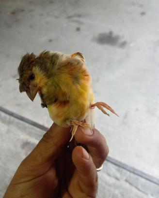 canarina allerchina portoghese
