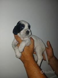 Cuccioli setter inglese