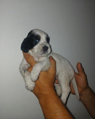 Cuccioli setter inglese