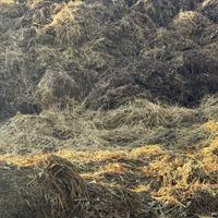 Letame di cavallo gratis