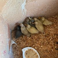 Pilcini anatra campbel kaki