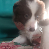 Cuccioli di Border Collie chocolate