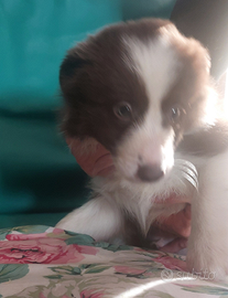 Cuccioli di Border Collie chocolate