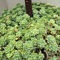 talea pianta pendente 