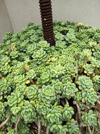 talea pianta pendente 