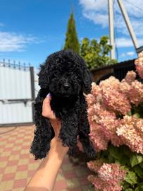 Splendido cucciolo di Barboncino Nero Maschietto
