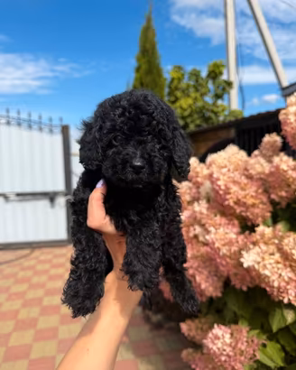 Splendido cucciolo di Barboncino Nero Maschietto