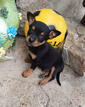 Cuccioli taglia piccola