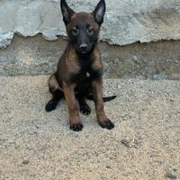 Pastore belga Malinois