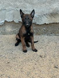 Pastore belga Malinois