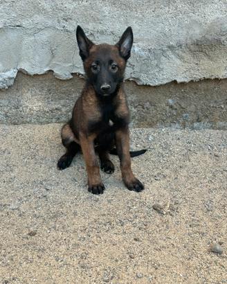 Pastore belga Malinois
