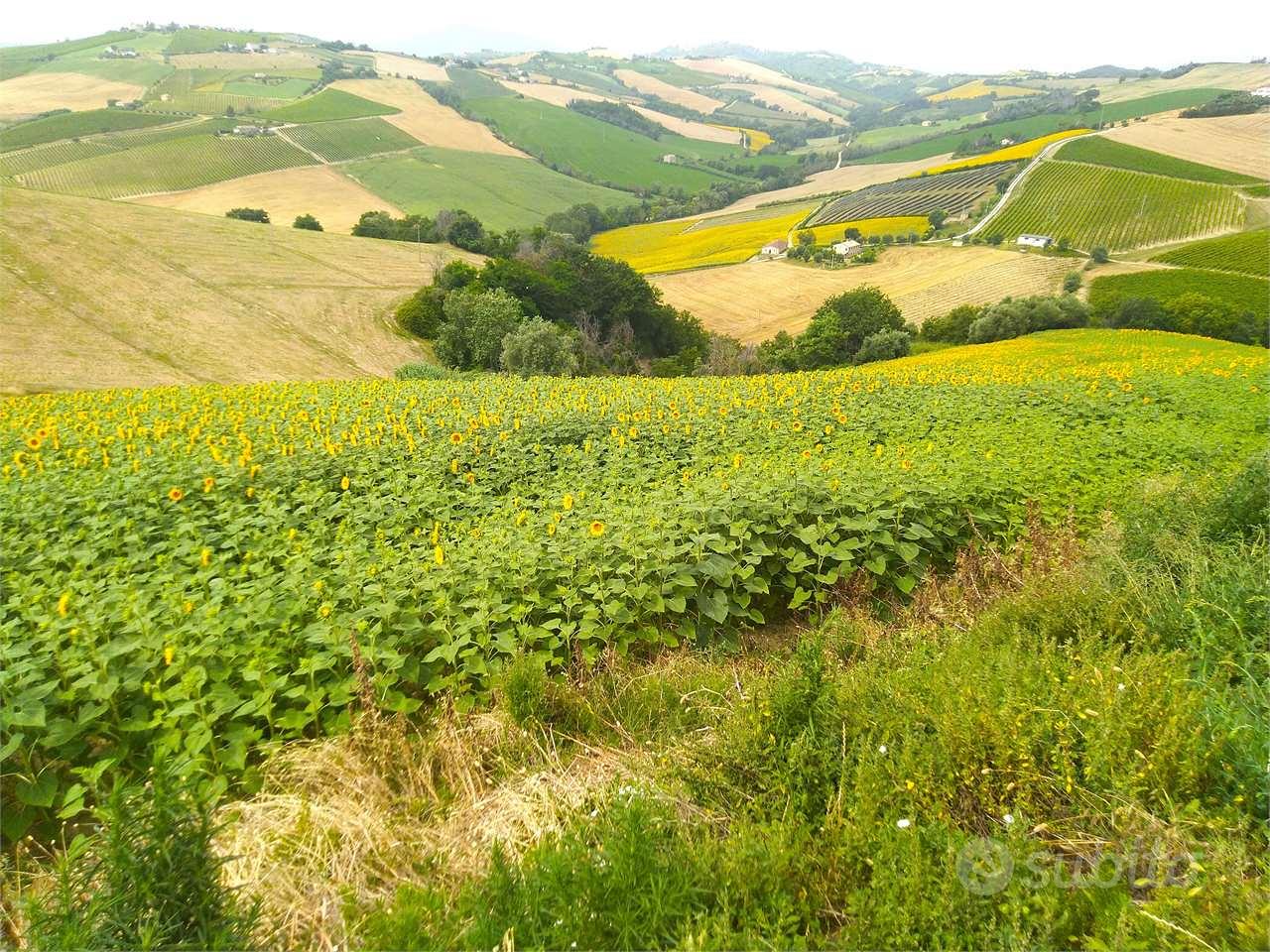Terreno Agricolo a Carassai - Vista 4