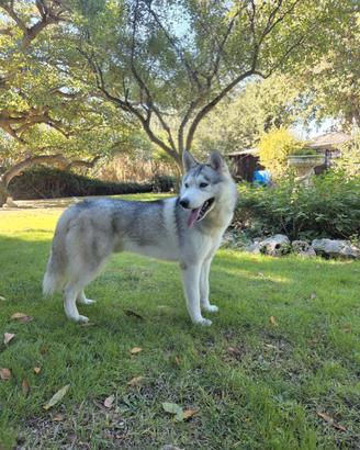 Siberian Husky