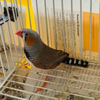 Diamantini Mandarino