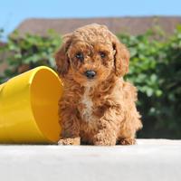 Cucciola di Barboncino