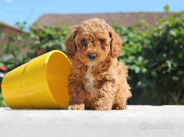 Cucciola di Barboncino