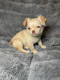 Chihuahua a pelo lungo con Pedigree
