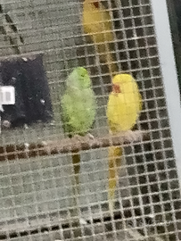 Parrocchetti dal collare