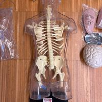 Corpo umano + sc. didattiche + atlante anatomico