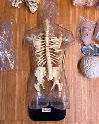 Corpo umano + sc. didattiche + atlante anatomico