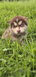 Husky femminuccia