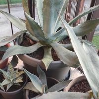 Piante di Agave Americana di varie misure