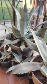 Piante di Agave Americana di varie misure