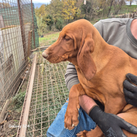 Cuccioli braco hugarese