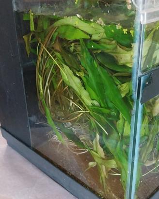 piante acquario 