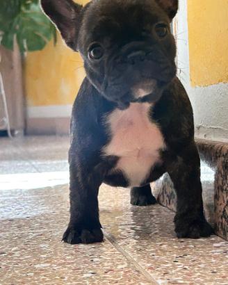 Bulldog francese puro femmina