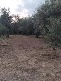 Terreno agricolo pianeggiante a Gualtieri Me