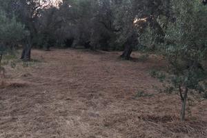 Terreno agricolo pianeggiante a Gualtieri Me