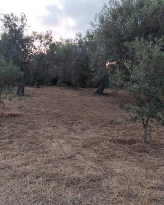 Terreno agricolo pianeggiante a Gualtieri Me